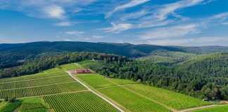 Vinarija Kutjevo – spoj tradicije i suvremenih tehnologija u vinogradarstvu
