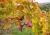 Zlatna žutica ugrožava vinogradarstvo Središnje bregovite Hrvatske