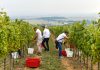 Vinarija Kutjevo obilježila po prvi puta Dan berbe uz bogat program i nezaboravnu atmosferu