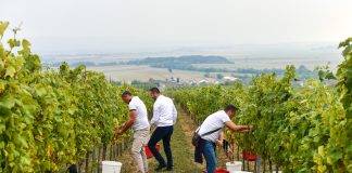 Vinarija Kutjevo obilježila po prvi puta Dan berbe uz bogat program i nezaboravnu atmosferu