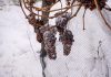 Prva ledena berba u kutjevačkim vinogradima nakon 2018. godine