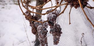 Prva ledena berba u kutjevačkim vinogradima nakon 2018. godine