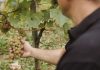 Belina je IN: kako je Zagorje otkrilo svoje najveće vinsko blago