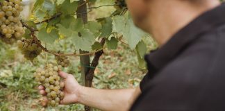 Belina je IN: kako je Zagorje otkrilo svoje najveće vinsko blago