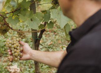 Belina je IN: kako je Zagorje otkrilo svoje najveće vinsko blago